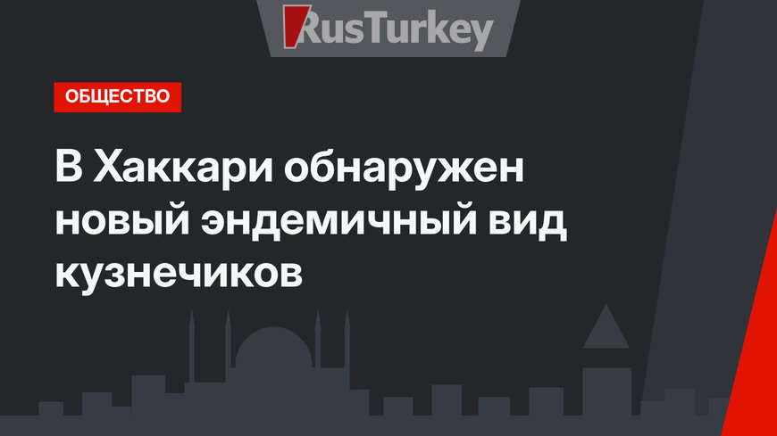 В Хаккари обнаружен новый эндемичный вид кузнечиков