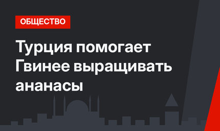 Турция помогает Гвинее выращивать ананасы