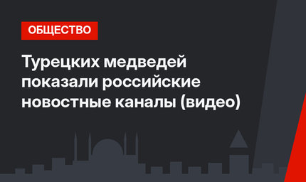 Турецких медведей показали российские новостные каналы (видео)