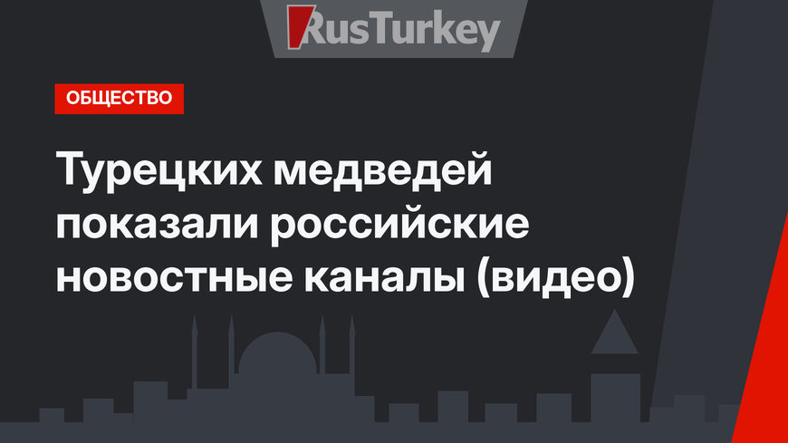 Турецких медведей показали российские новостные каналы (видео)