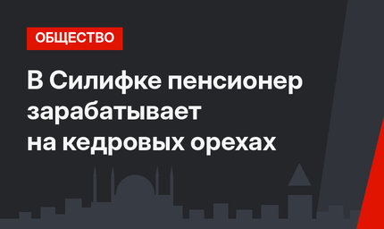 В Силифке пенсионер зарабатывает на кедровых орехах