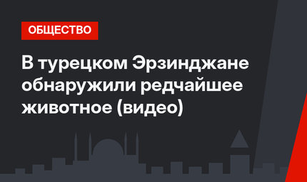 В турецком Эрзинджане обнаружили редчайшее животное (видео)
