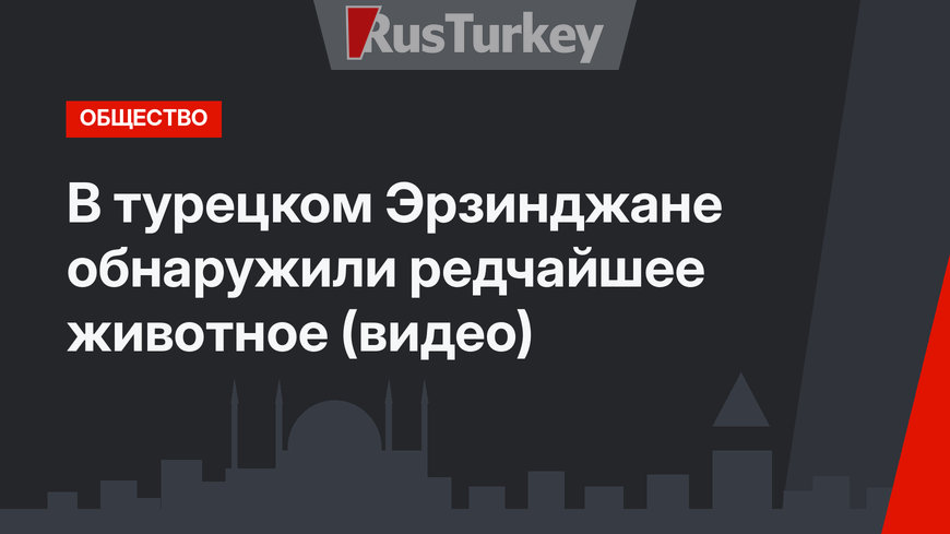 В турецком Эрзинджане обнаружили редчайшее животное (видео)