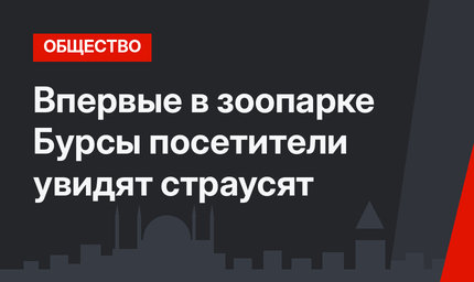Впервые в зоопарке Бурсы посетители увидят страусят
