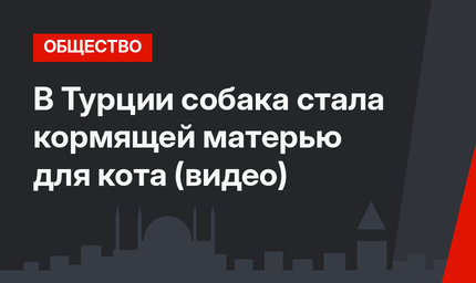 В Турции собака стала кормящей матерью для кота (видео)