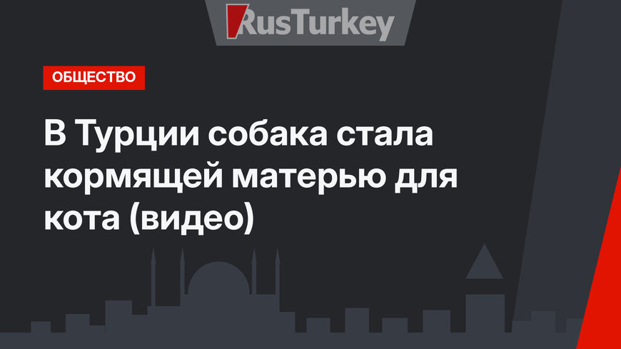 В Турции собака стала кормящей матерью для кота (видео)