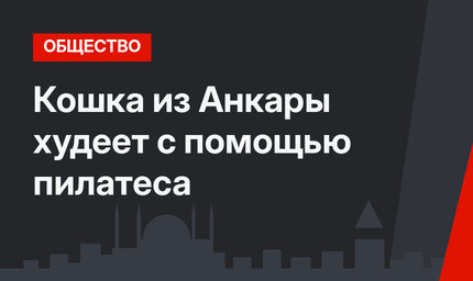 Кошка из Анкары худеет с помощью пилатеса