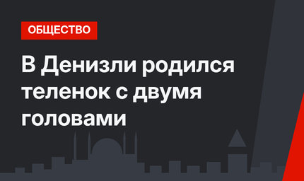 В Денизли родился теленок с двумя головами