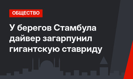 У берегов Стамбула дайвер загарпунил гигантскую ставриду