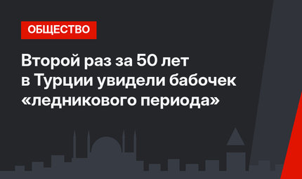 Второй раз за 50 лет в Турции увидели бабочек «ледникового периода»