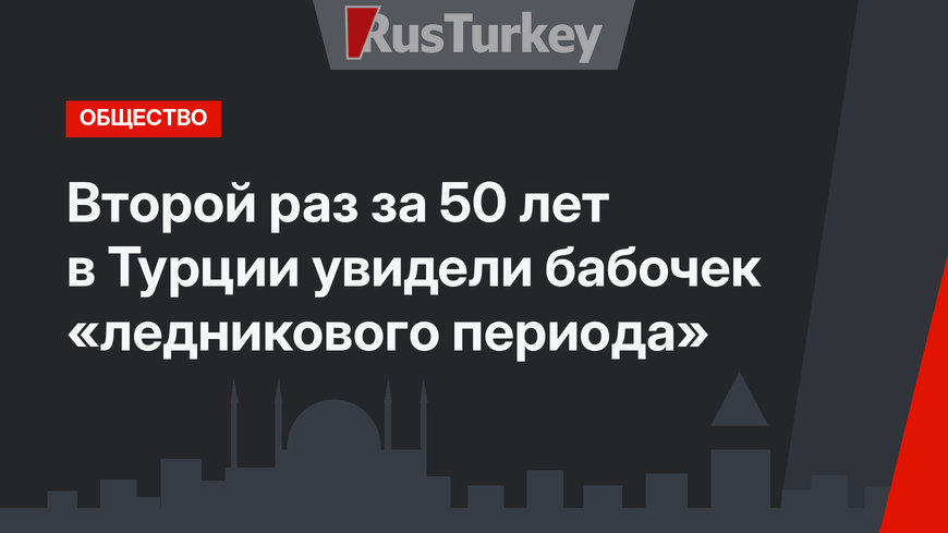 Второй раз за 50 лет в Турции увидели бабочек «ледникового периода»