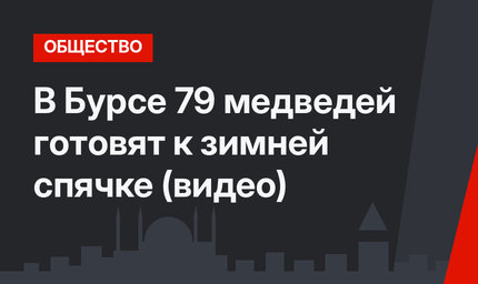 В Бурсе 79 медведей готовят к зимней спячке (видео)
