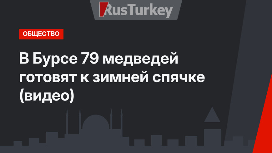 В Бурсе 79 медведей готовят к зимней спячке (видео)