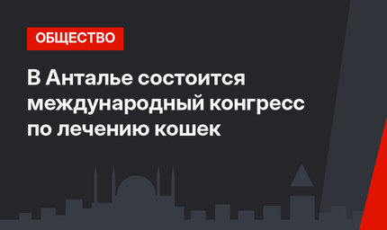 В Анталье состоится международный конгресс по лечению кошек