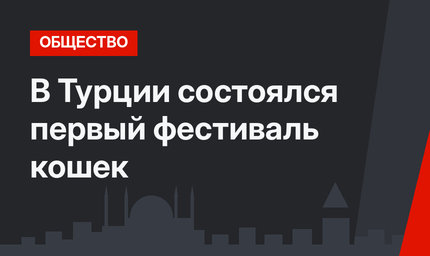 В Турции состоялся первый фестиваль кошек