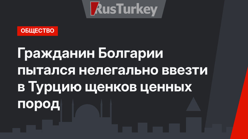 Гражданин Болгарии пытался нелегально ввезти в Турцию щенков ценных пород
