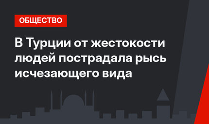 В Турции от жестокости людей пострадала рысь исчезающего вида