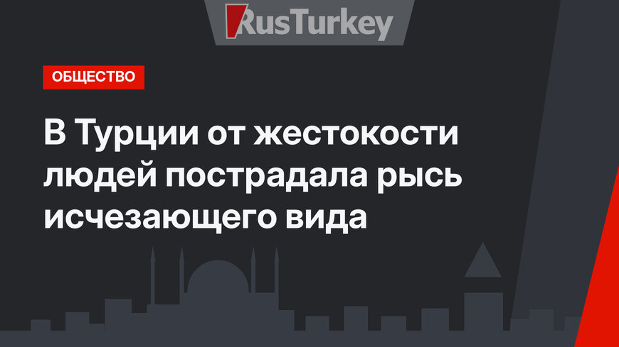 В Турции от жестокости людей пострадала рысь исчезающего вида