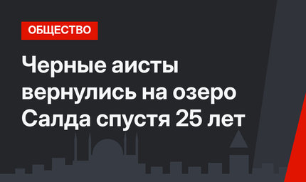 Черные аисты вернулись на озеро Салда спустя 25 лет