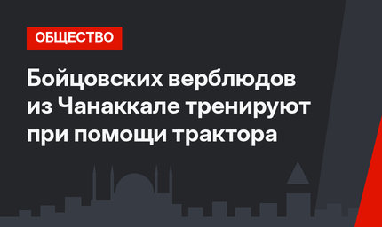 Бойцовских верблюдов из Чанаккале тренируют при помощи трактора