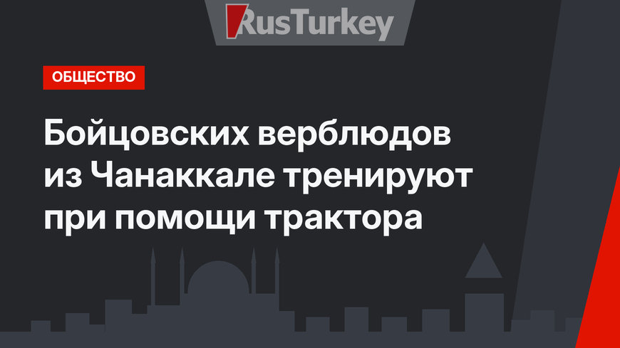 Бойцовских верблюдов из Чанаккале тренируют при помощи трактора