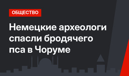 Немецкие археологи спасли бродячего пса в Чоруме