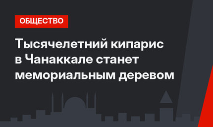 Тысячелетний кипарис в Чанаккале станет мемориальным деревом