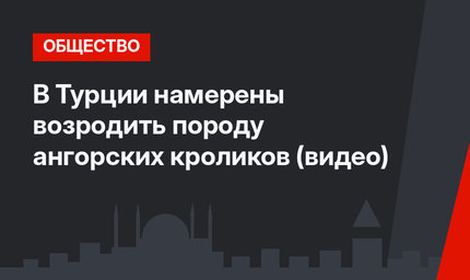 В Турции намерены возродить породу ангорских кроликов (видео)