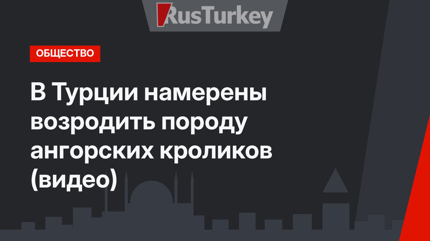 В Турции намерены возродить породу ангорских кроликов (видео)