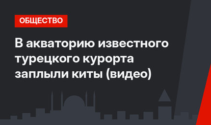 В акваторию известного турецкого курорта заплыли киты (видео)