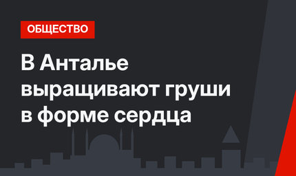 В Анталье выращивают груши в форме сердца