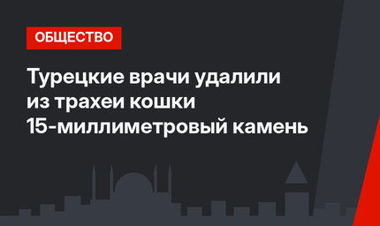 Турецкие врачи удалили из трахеи кошки 15-миллиметровый камень