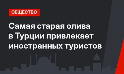 Самая старая олива в Турции привлекает иностранных туристов