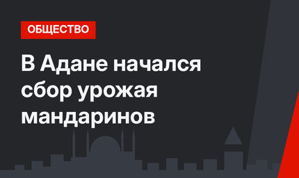 В Адане начался сбор урожая мандаринов
