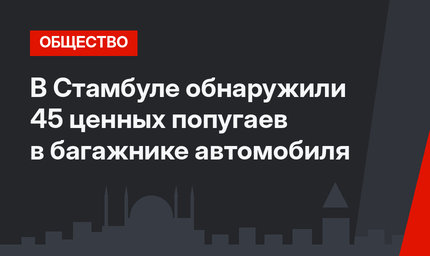 В Стамбуле обнаружили 45 ценных попугаев в багажнике автомобиля