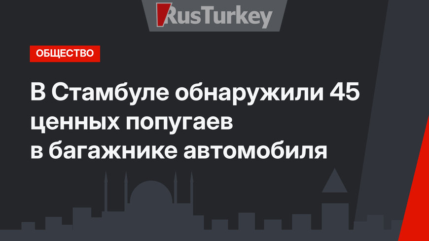 В Стамбуле обнаружили 45 ценных попугаев в багажнике автомобиля
