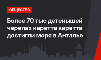 Более 70 тыс детенышей черепах каретта каретта достигли моря в Анталье