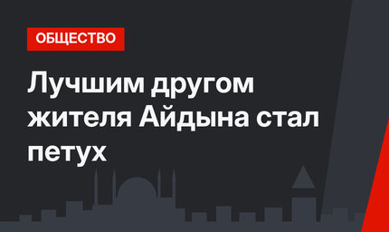 Лучшим другом жителя Айдына стал петух