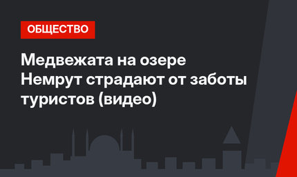 Медвежата на озере Немрут страдают от заботы туристов (видео)