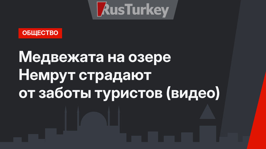 Медвежата на озере Немрут страдают от заботы туристов (видео)