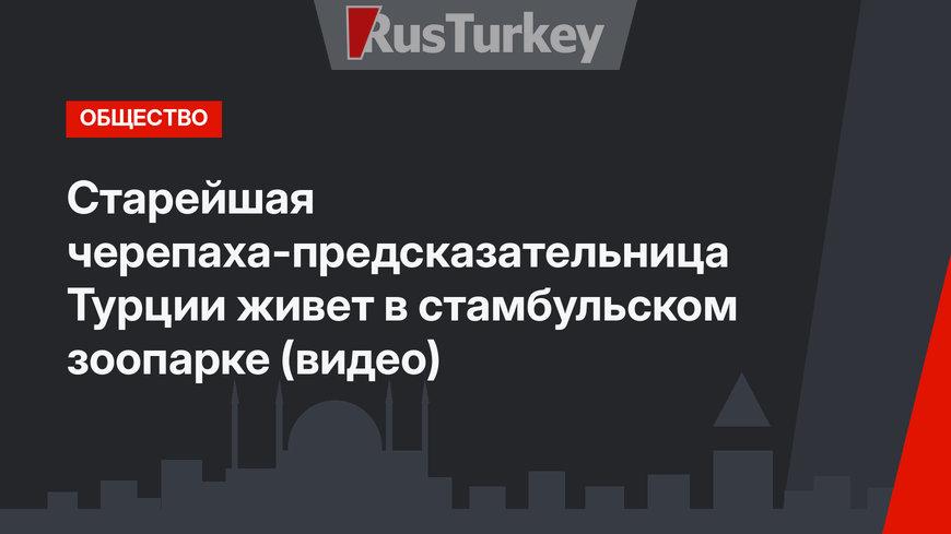 Старейшая черепаха-предсказательница Турции живет в стамбульском зоопарке (видео)