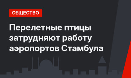 Перелетные птицы затрудняют работу аэропортов Стамбула