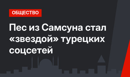 Пес из Самсуна стал «звездой» турецких соцсетей