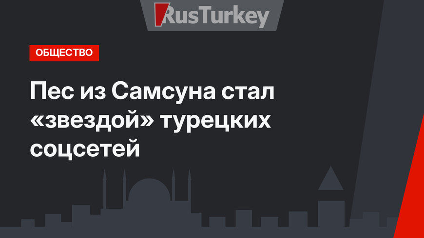 Пес из Самсуна стал «звездой» турецких соцсетей