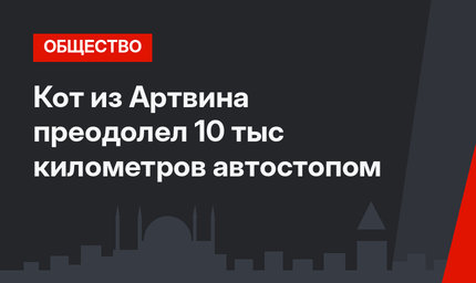 Кот из Артвина преодолел 10 тыс километров автостопом