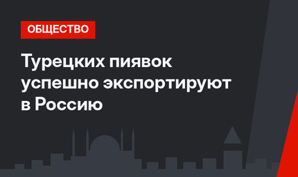 Турецких пиявок успешно экспортируют в Россию