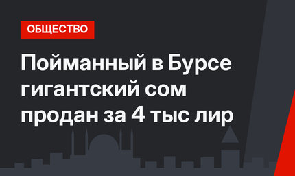 Пойманный в Бурсе гигантский сом продан за 4 тыс лир