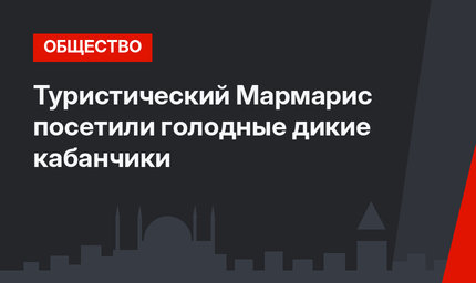 Туристический Мармарис посетили голодные дикие кабанчики