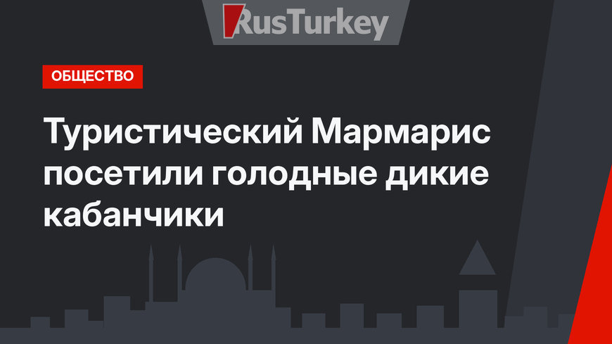 Туристический Мармарис посетили голодные дикие кабанчики