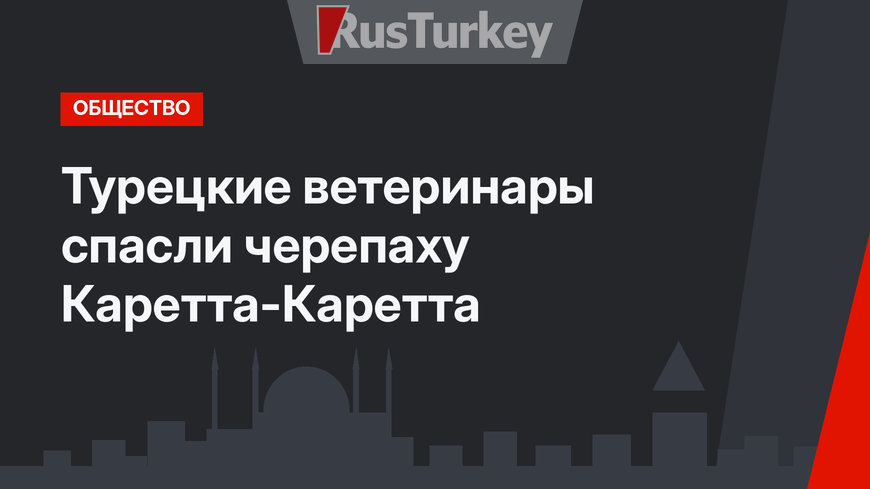Турецкие ветеринары спасли черепаху Каретта-Каретта